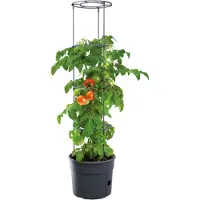 Prosperplast Pot de tomates résistant au gel Cultivateur de tomates IPOM300