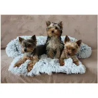 Merco Petsofa lit pour chien gris clair taille XS