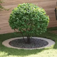 Prolenta Maison Exclusive - Adaptée aux arbres à faible circonférence. Lot de 5 pièces, argenté, diamètre 90/120 cm