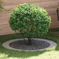 Prolenta Maison Exclusive - Adaptée aux arbres à faible circonférence. Lot de 5 pièces, argenté, diamètre 90/120 cm
