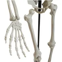Europalms Squelette d'Halloween, debout, 150 cm (1 pcs)