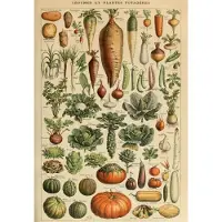 Grafika Puzzle éducatif « Légumes et plantes », 1 000 pièces, carton