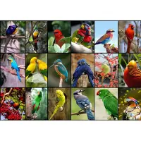 Grafika Puzzle Collage - Oiseaux Colorés - 1500 pièces