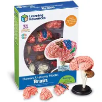 Learning Resources Anatomy Model - Brain