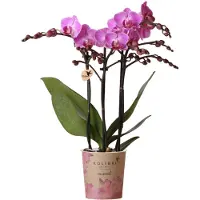 Kolibri Orchidées , couleur lilas/rose, Phalaenopsis. Pot en céramique "Vienna", diamètre 9 cm. Plante d'intérieur fleurissante, fraîchement livrée du producteur