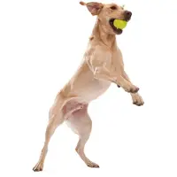 West Paw Jive Jouets pour chiens (Jouet de balle pour chiens)
