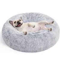 Feandrea Noemi (Chat, Chien)