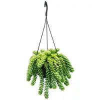 Exotenherz Sedum morganianum « Burrito » - Balancelle - Pot suspendu de 14 cm - Plante succulente retombante