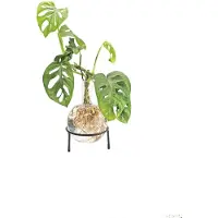 Winkee Hydro Vase Flora (1x, 1.50 l)