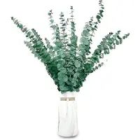 OEM Lot de 20 branches d'eucalyptus séchées pour une décoration élégante et l'aromathérapie