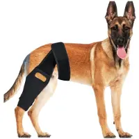 INF Orthèse de genou XL pour chien pour la récupération et le soutien du LCA