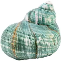 Typecat Coquillage de mer véritable, rare et naturel, vert turbo, de 10 cm, aux vertus curatives exceptionnelles.