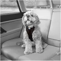 Kurgo Harnais Tru-Fit Smart Harness (Chien, Promenade)