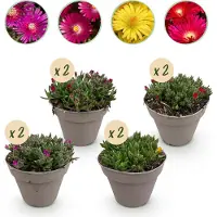 Green Boutiq - Plante tapissante - Résistante au froid - Delosperma - 8 plants - Couleurs : rouge, jaune, violet, rose - Peu d'entretien - Pot de 14 cm, hauteur 17 cm