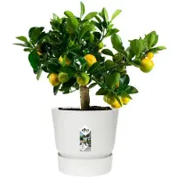 Elho Pot de Plante Elho Greenville Circulaire Blanc en Plastique (Ø 29,5 x 27,8 cm)
