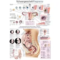 Erler Zimmer Planche pédagogique grossesse / Pregnancy, 50x70cm