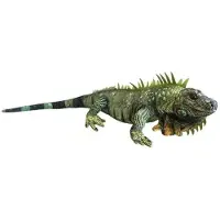Dubi Legwan 85 cm - Voir