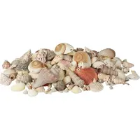 Relaxdays Lot de coquillages décoratifs , assortiment XL comprenant de grands escargots de mer et des coques, décoration de table sur le thème marin à bricoler, 2 kg, multicolore