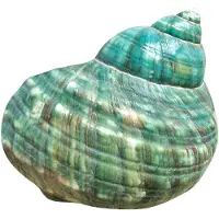 Typecat 10Cm Vert Turbo Naturel Rare VéRitable Coquille de Mer Conque Superbe GuéRison DéCor OcéAn 1 PièCe