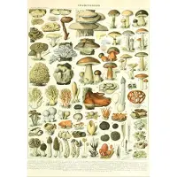 Grafika Puzzle Illustration du Larousse : Champignons, XIXè Siècle - 1000 pièces
