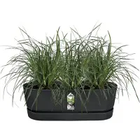 Elho Pot de Plante noir Elho Greenville - Diamètre 52 cm