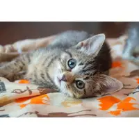 Bluebird Puzzle Puzzle Kitten - 200 à 499 pièces