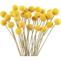 OEM Décoration avec des fleurs séchées jaunes, 32 pièces