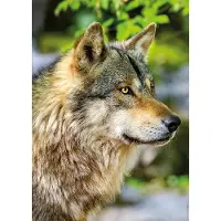 Nathan Puzzle Loup gris européen - 1000 pièces Puzzle adulte