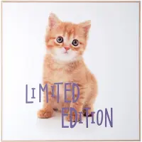 PT Living Wall Art Kitten Limited Edition (40 x 40 cm)